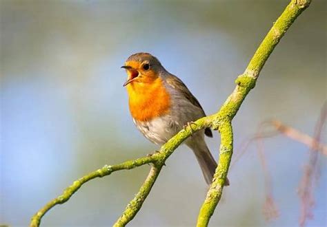 do birds like music do they prefer Mozart over Beethoven?