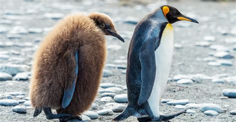 What do you need to be an art teacher, and why do penguins prefer abstract art?